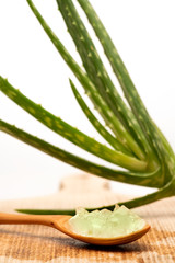 Close up of aloe vera plant and aloe gel in a spoon. Isolated on white background.