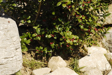 a small red berry tree on the hillside