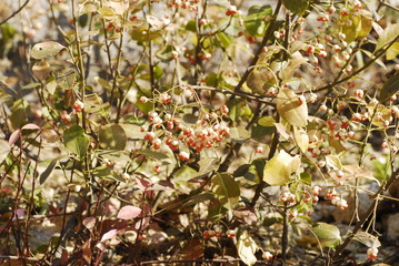 Fototapeta premium many orange berries in the sun