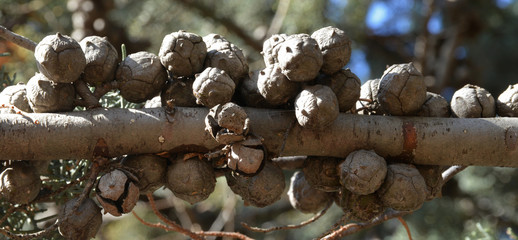 pine tree branch with cones in the garden