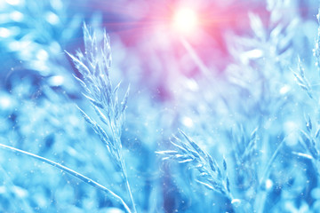 Blue tinted winter background, morning frost on the grass, sunlight with copy space