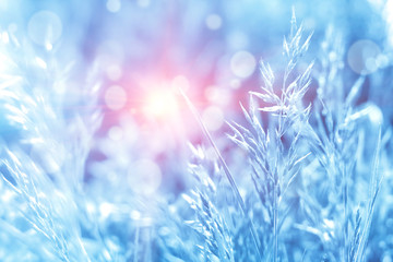 Blue tinted winter background, morning frost on the grass, sunlight with copy space