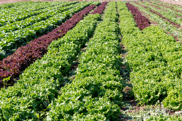 The lettuce growing in the field