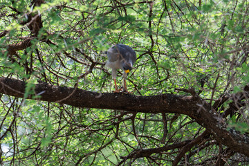Western Banded Snake-eagle (Circaetus cinerascens) in Tanzania