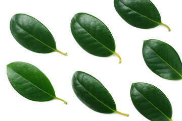 citrus leaves isolated on white background. top view
