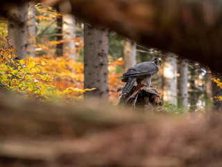 Peregrine falcon (Falco peregrinus) sitting on hunted pheasant and colorful autumn background. Peregrine falcon hunting. Peregrine falcon and pheasant. Autumn background.