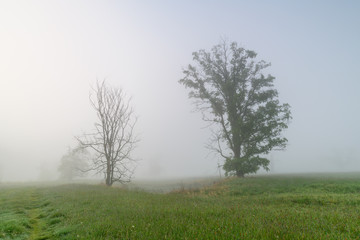 Obraz na płótnie Canvas Beautiful and foggy morning in Rogalin.