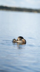 foto dell'oasi del wwf di burano
