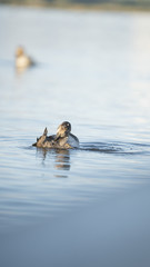 foto dell'oasi del wwf di burano