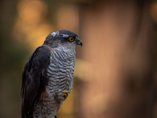 Eurasian sparrowhawk (Accipiter nisus) in dark autumn forest. Eurasian sparrowhawk portrait. Eurasian sparrowhawk sitting on tree.