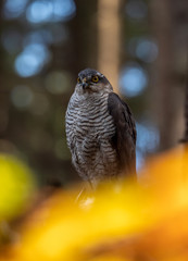 Eurasian sparrowhawk (Accipiter nisus) in dark autumn forest. Eurasian sparrowhawk portrait. Eurasian sparrowhawk sitting on tree.