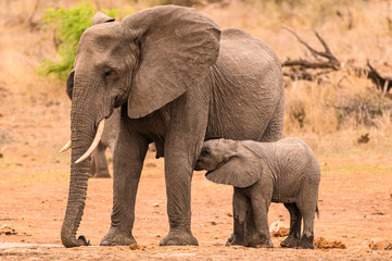 Fototapeta na wymiar African Elephant cow standing at the waterhole while her young calf suckles from her