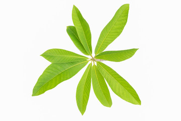 Green leaf