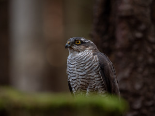 Eurasian sparrowhawk (Accipiter nisus) in dark autumn forest. Eurasian sparrowhawk portrait. Eurasian sparrowhawk sitting on tree.