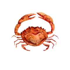 watercolor drawing crab