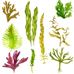 watercolor drawing edible seaweed - obrazy, fototapety, plakaty