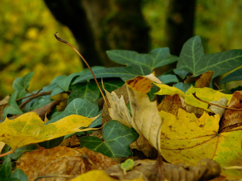 Feuille d'automne jaune sur un sol de lierre arrière-plan de forêt flou