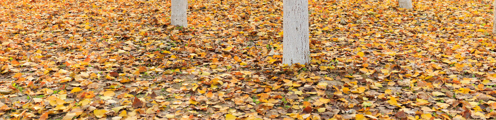 autumn leaves background. panorama view of fallen poplar leaves. poplar's fallen leaf. 