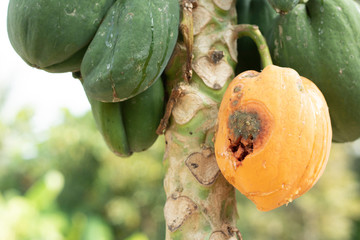 papaya fruit plant disease fungus insect agriculture
