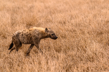Spotted hyena pausing while patrolling through the long grass 