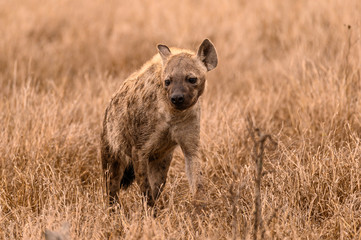 Spotted hyena pausing while patrolling through the long grass 