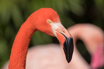 colorful red flamingo face looking to the right