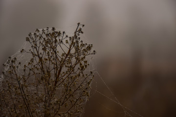 dried wildflowers in cobwebs and dew