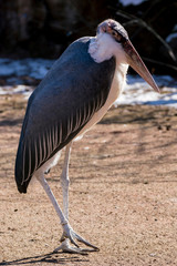to the right walking marabou bird