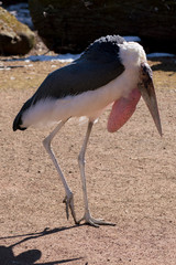 to the right walking marabou bird