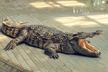 crocodile with mouth wide open