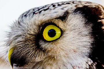 close up photo of an owl bird with beautiful yellow eyes and beak