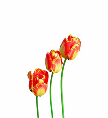Fototapeta premium Three colorful tulips isolated isolated on a white background