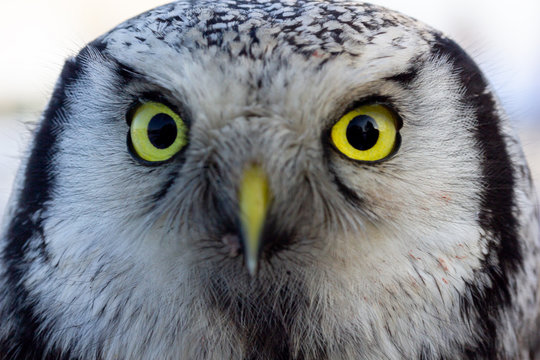 close up photo of an owl bird with beautiful yellow eyes and beak