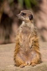 Fototapeta premium meerkat sitting on a rock and looking to the left