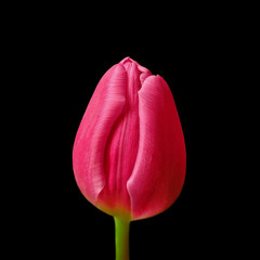 Beautiful pink tulip isolated on a black background