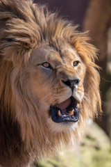 beautiful roaring lion face