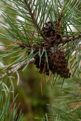 Pine Cones