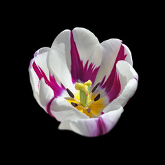 Colorful tulips flower isolated on a black background