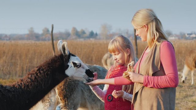 Active weekend with a child - mom and daughter feed alpaca on the farm
