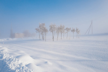White snowy field with trees