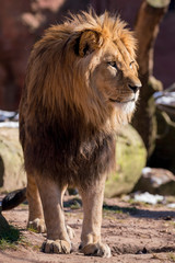 beautiful walking lion looking to the right