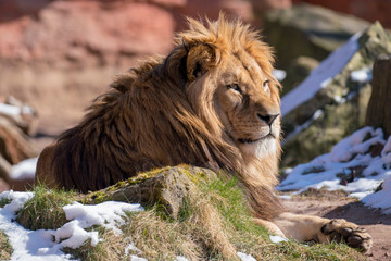 Obraz premium lazy lion sitting on a rock and looking to the right