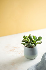 Succulent plant in a ceramic pot with place for text on white and yellow backgrounds