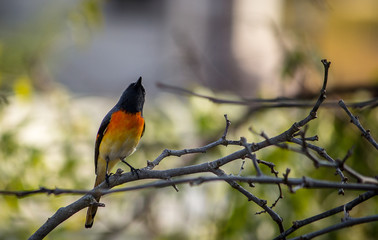 Portrait of a Bird