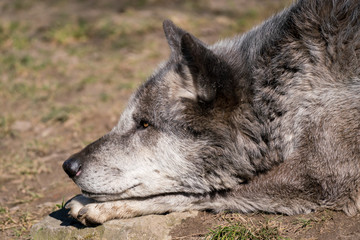 tired to the left side looking wolf face