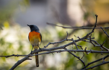 Portrait of a Bird