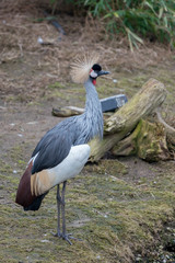 crowned crane looking around