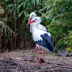 two storks standing on their nest and looking around