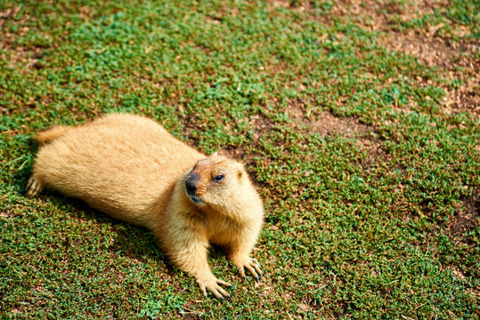 Steppe marmot (Marmota bobak) in summer.
