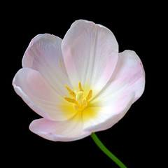 Fototapeta na wymiar Beautiful white tulip isolated on a black background